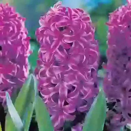 Purple Sensation